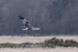 20250312SuffolkBirds0298-Enhanced-NR.jpg 20250312SuffolkBirds0298-Enhanced-NR.jpg