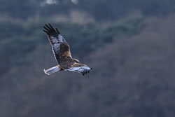 20250312SuffolkBirds0299-Enhanced-NR.jpg 20250312SuffolkBirds0299-Enhanced-NR.jpg