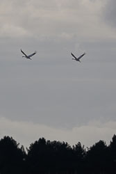 20250312SuffolkBirds0300.jpg 20250312SuffolkBirds0300.jpg