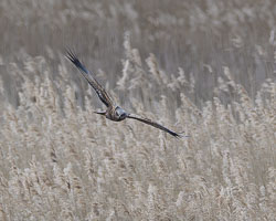 20250312SuffolkBirds0307-Enhanced-NR.jpg 20250312SuffolkBirds0307-Enhanced-NR.jpg