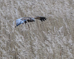 20250312SuffolkBirds0312.jpg 20250312SuffolkBirds0312.jpg