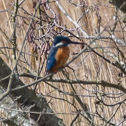 20250312SuffolkBirds0324-Edit-3-big-Edit.jpg 20250312SuffolkBirds0324-Edit-3-big-Edit.jpg