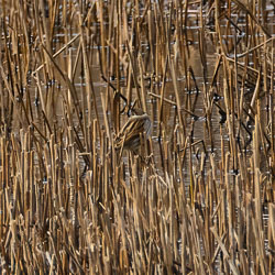 20250312SuffolkBirds0331-Edit-Edit.jpg 20250312SuffolkBirds0331-Edit-Edit.jpg