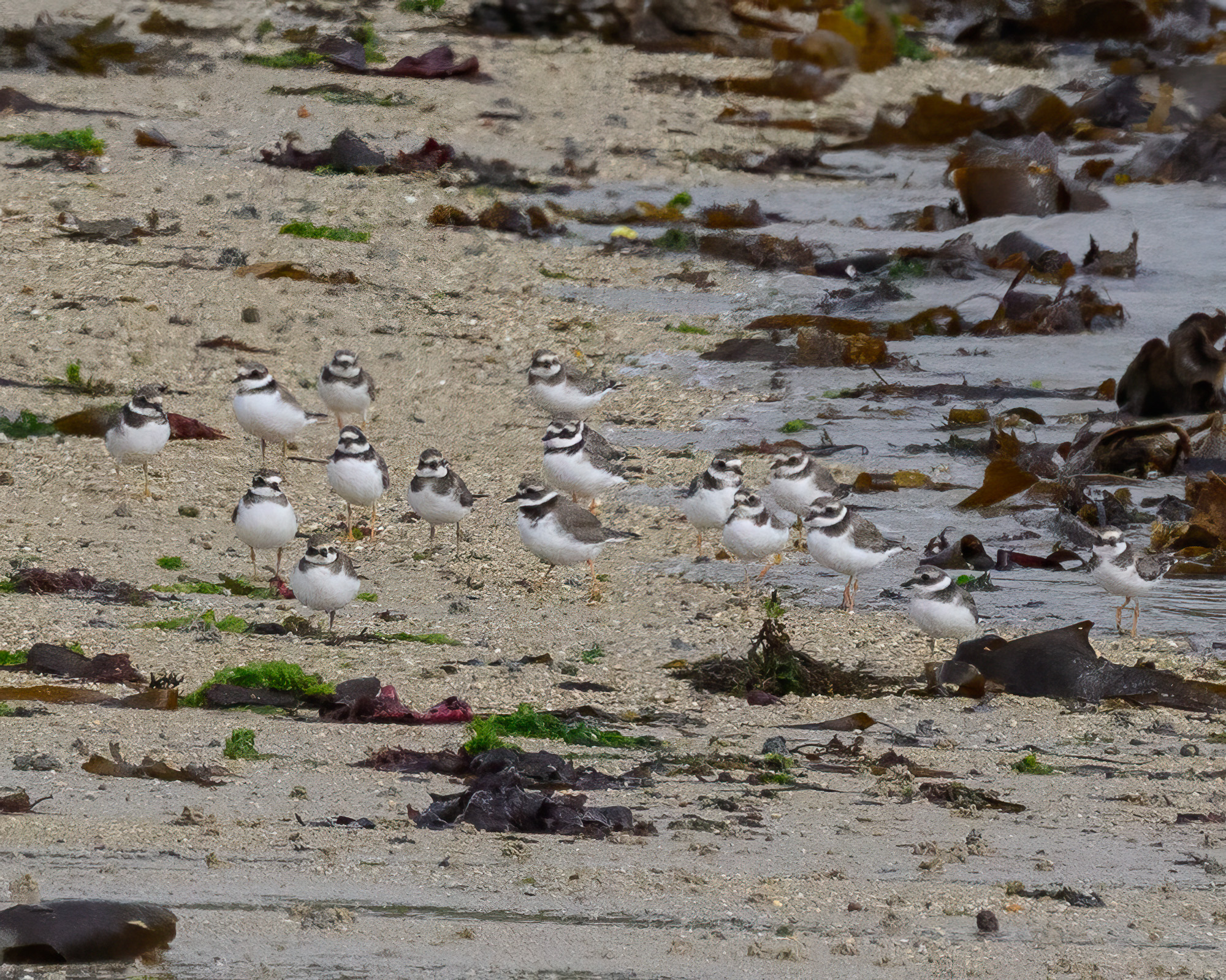20250917Scilly0009-Edit.jpg