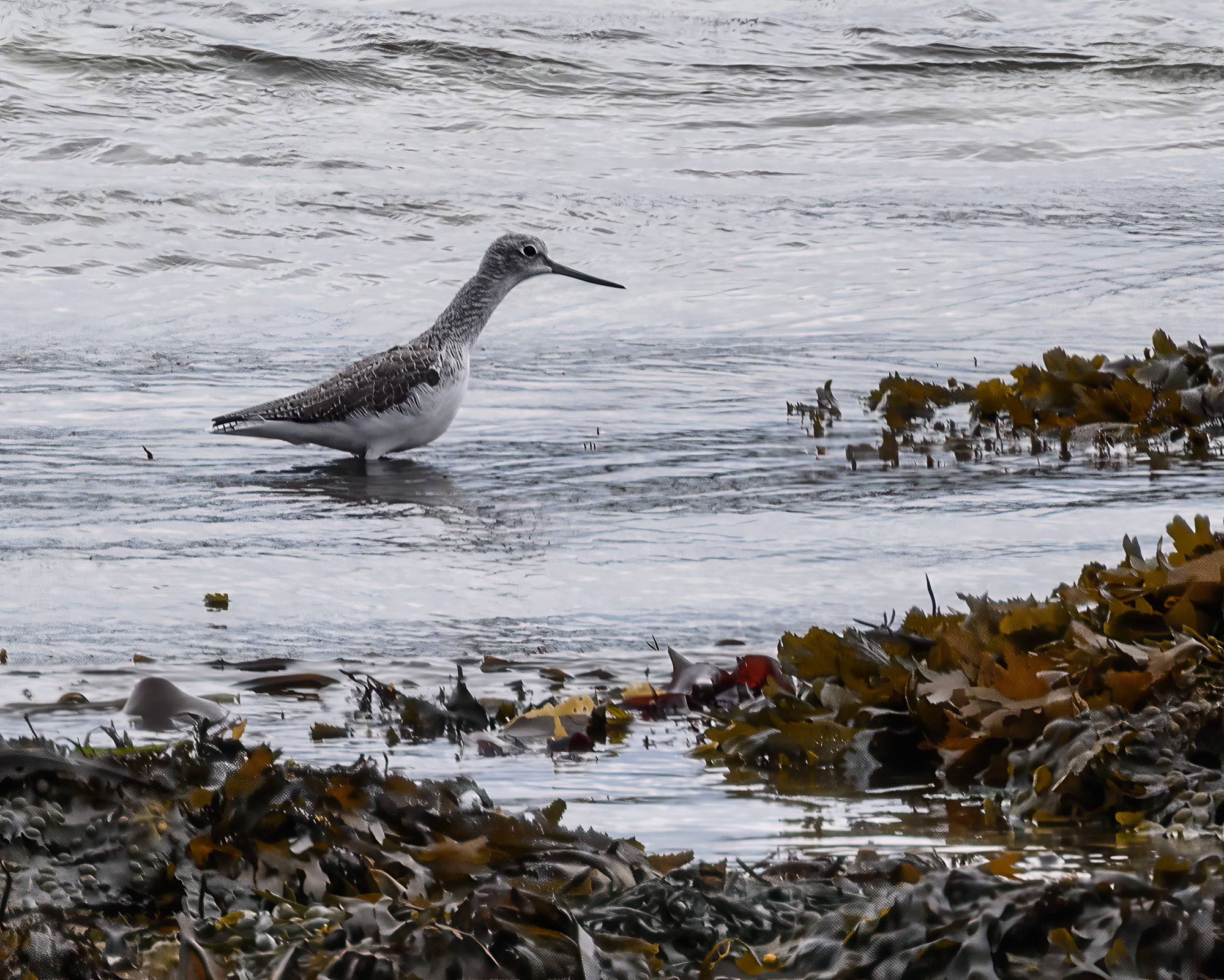 20250919Scilly0024-Edit-big.jpg