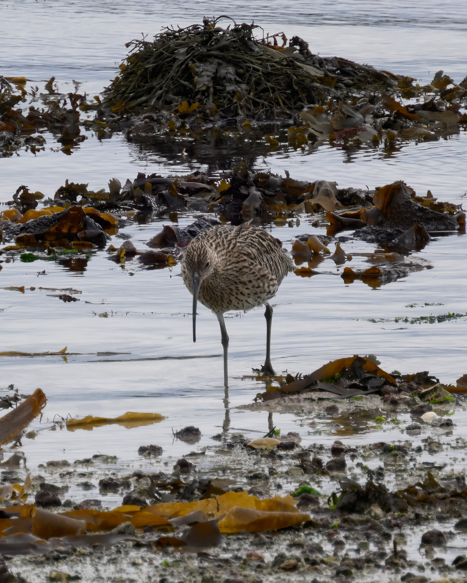 20250919Scilly0028-Edit.jpg