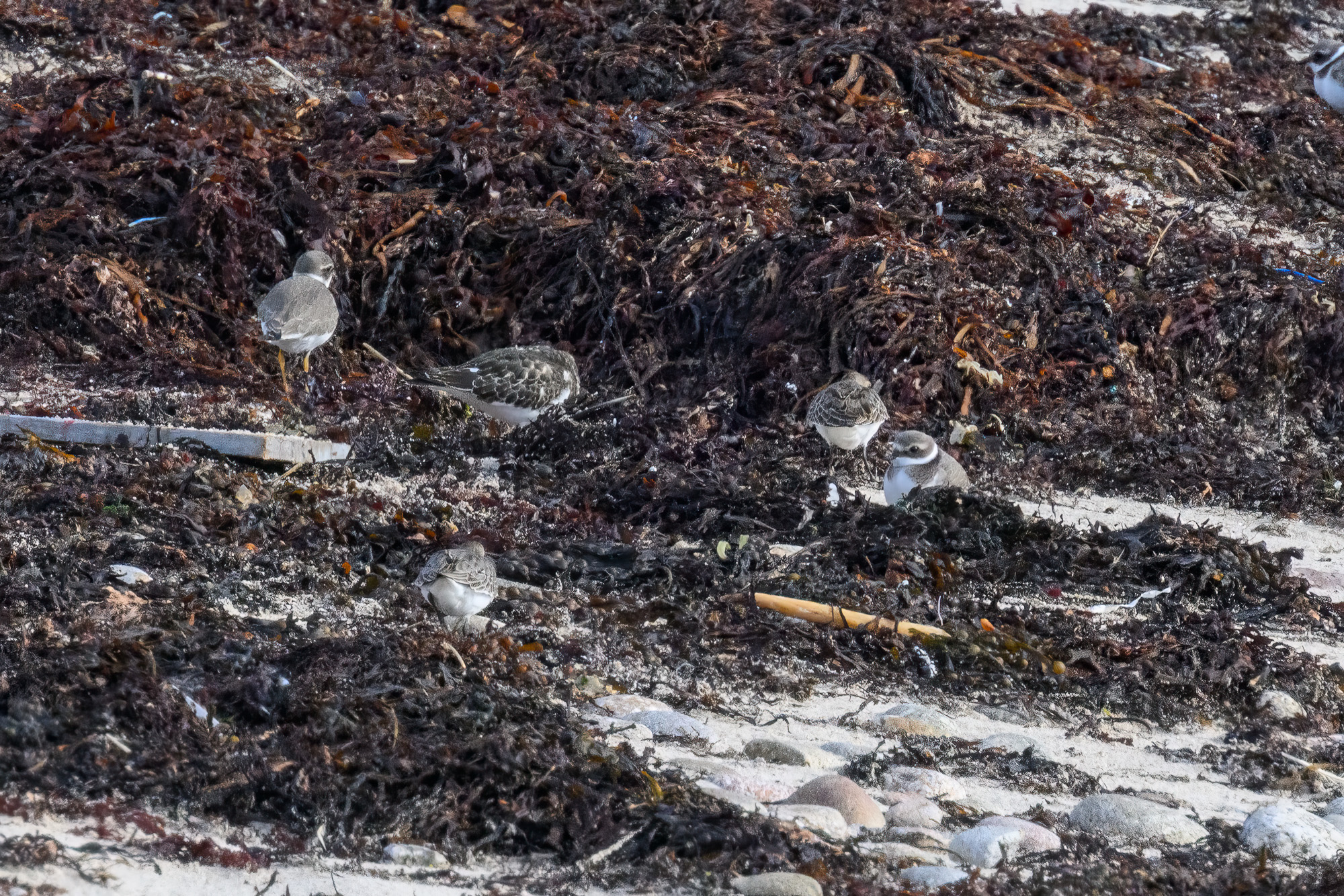 20250921Scilly0093-Edit.jpg