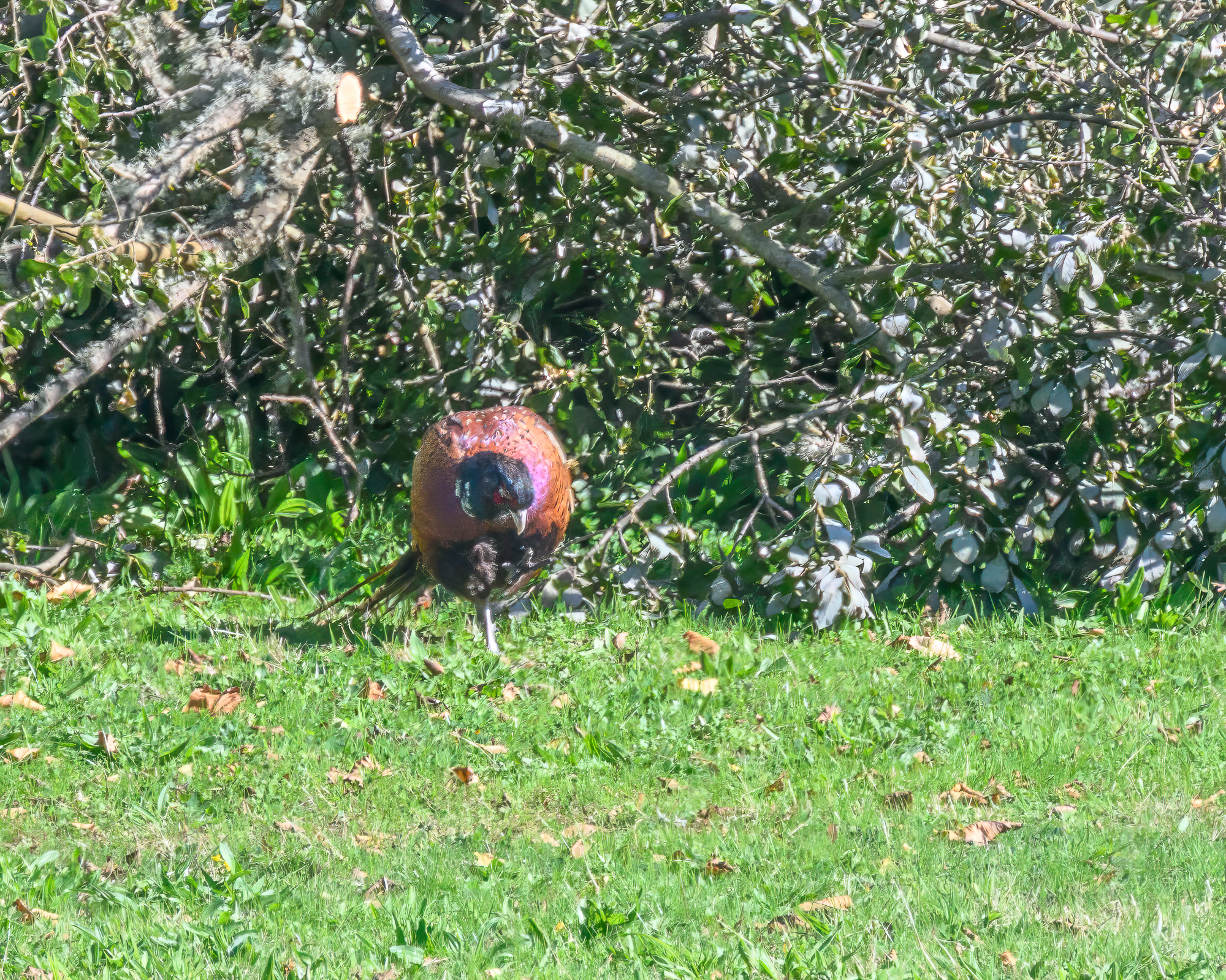 20250922Scilly0127-Edit.jpg
