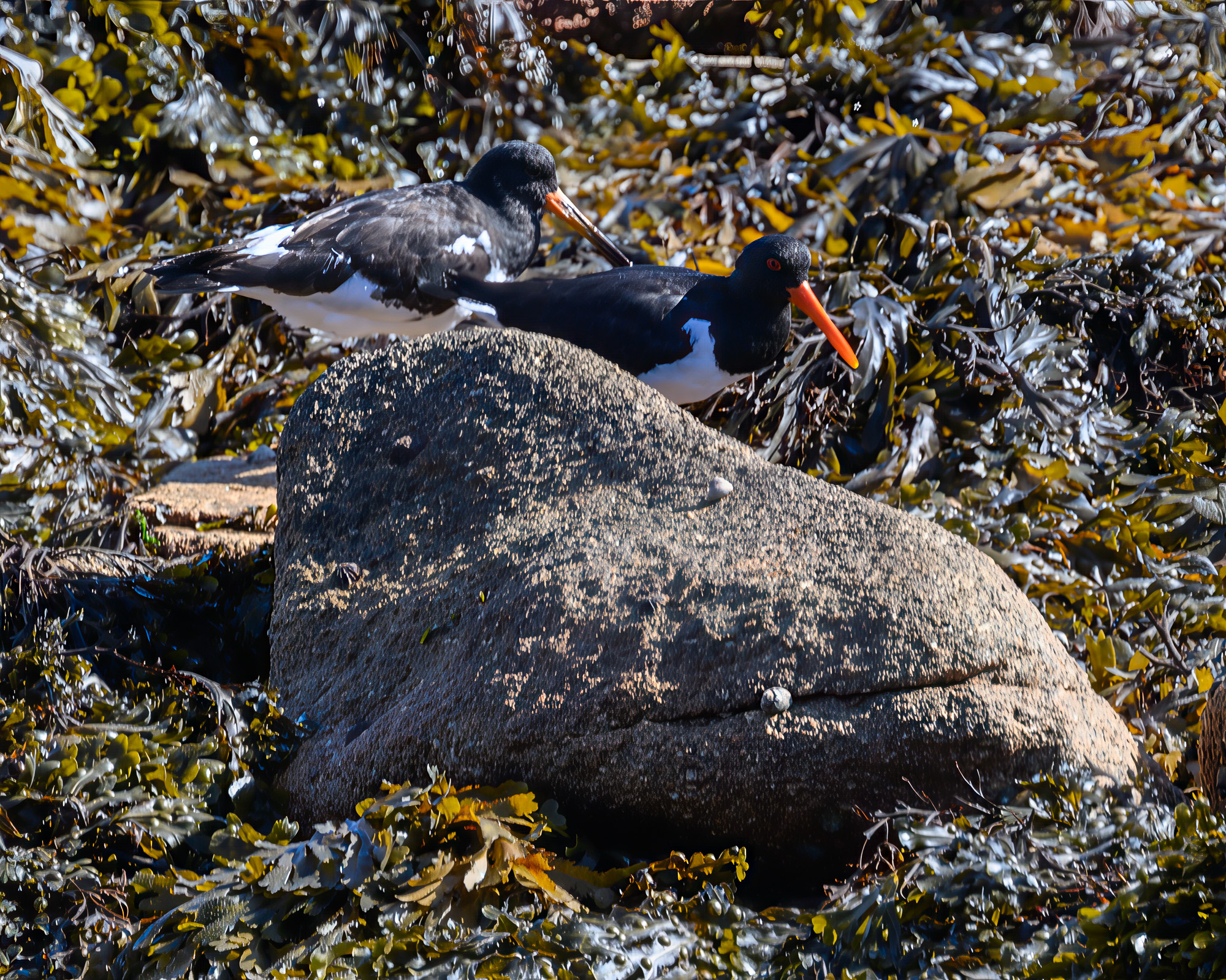 20250923Scilly0155-Edit.jpg