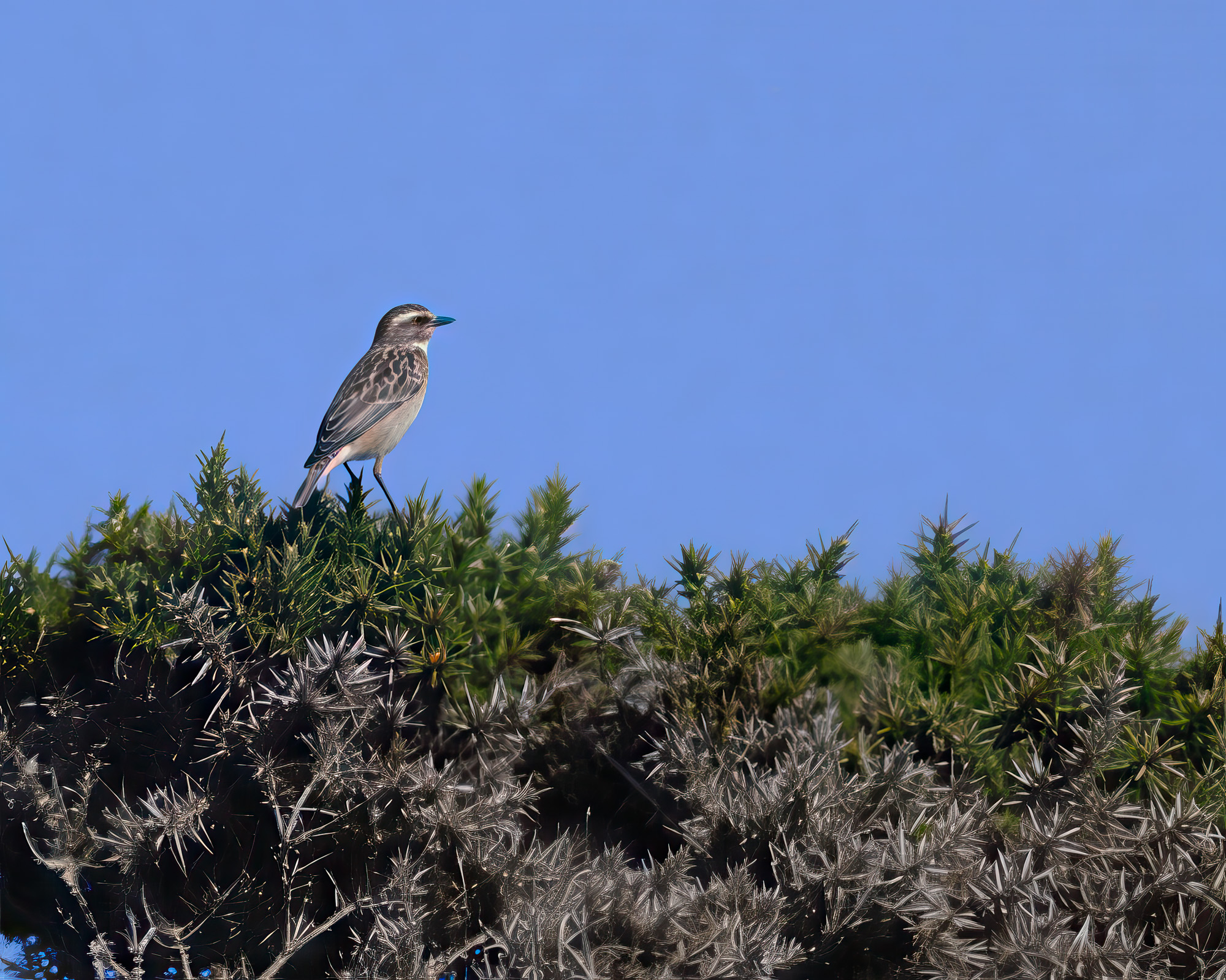 20250923Scilly0166-Edit.jpg