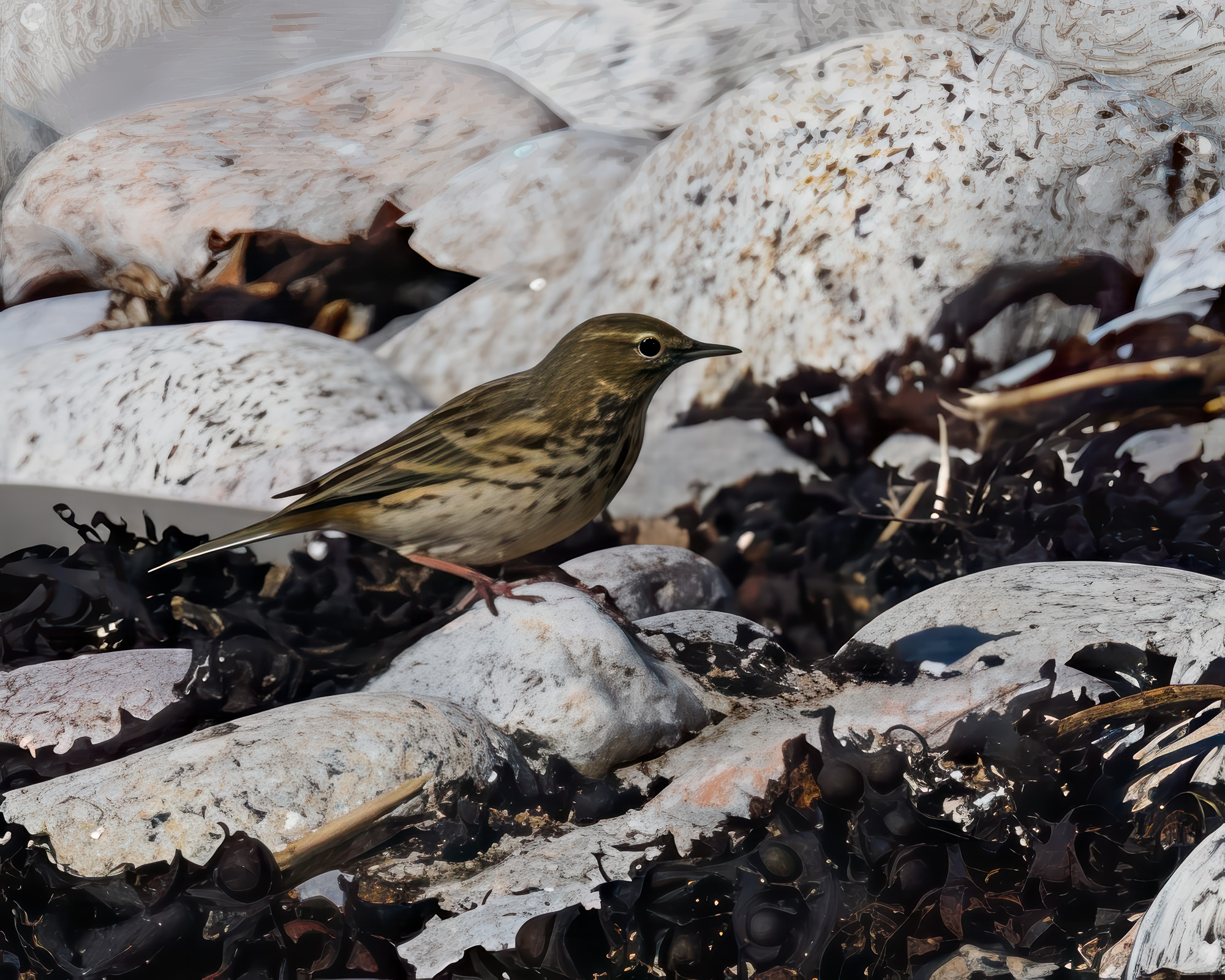 20250923Scilly0197-Edit.jpg
