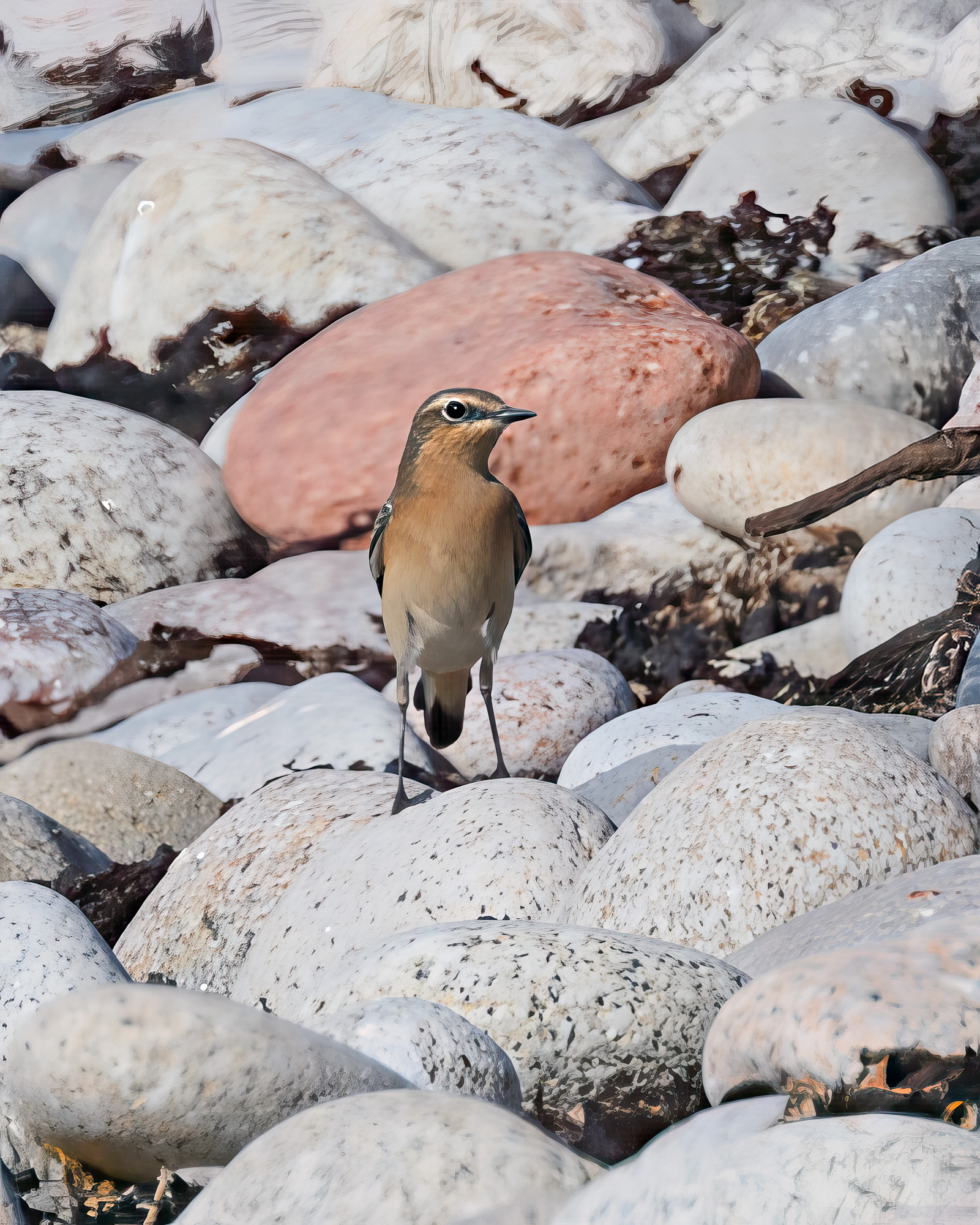 20250923Scilly0201-Edit.jpg
