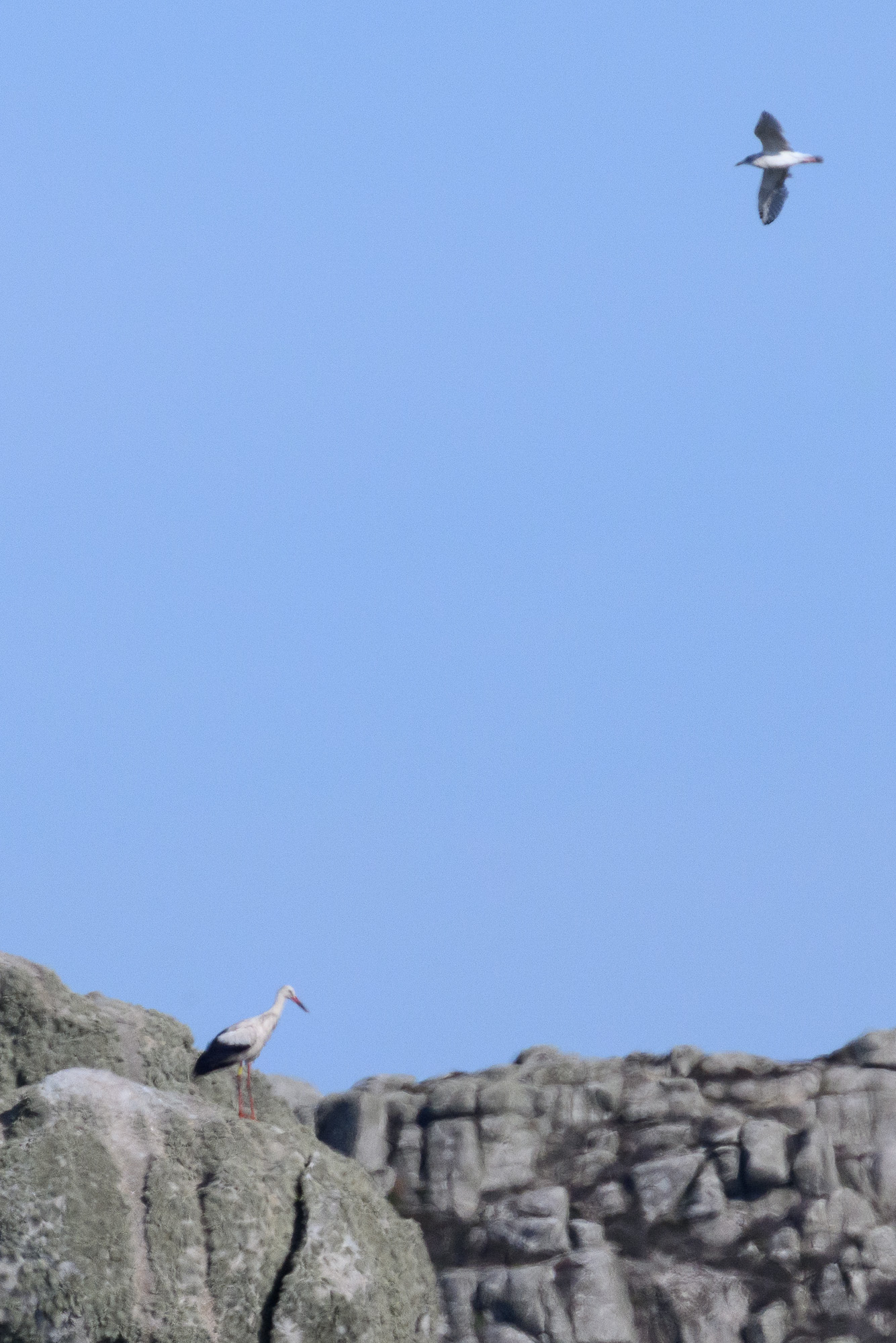 20250924Scilly0229-Edit.jpg