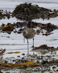 20250919Scilly0028-Edit.jpg