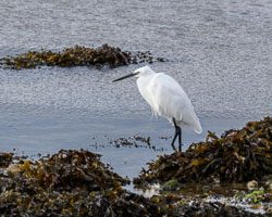 20250921Scilly0049-Edit-Edit-Edit.jpg
