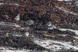 20250921Scilly0093-Edit.jpg