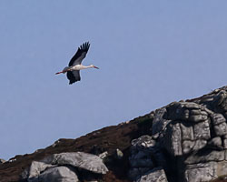 20250924Scilly0227-Edit.jpg