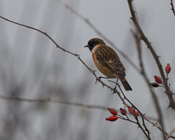 20251112South-Devon0030.jpg 20251112South-Devon0030.jpg