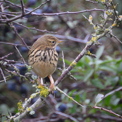 20251112South-Devon0035.jpg 20251112South-Devon0035.jpg