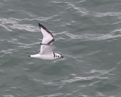 20251112South-Devon0059-Edit-topaz-sharpen-upscale-2.2x.jpg 20251112South-Devon0059-Edit-topaz-sharpen-upscale-2.2x.jpg