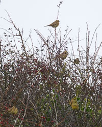 20251112South-Devon0073.jpg 20251112South-Devon0073.jpg