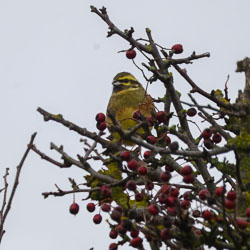 20251112South-Devon0091.jpg 20251112South-Devon0091.jpg