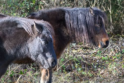 20251113South-Devon0113.jpg 20251113South-Devon0113.jpg