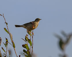 20251113South-Devon0115.jpg 20251113South-Devon0115.jpg