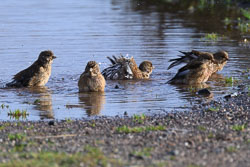 20251113South-Devon0135.jpg 20251113South-Devon0135.jpg