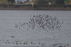 20251113South-Devon0151.jpg 20251113South-Devon0151.jpg