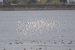 20251113South-Devon0152.jpg 20251113South-Devon0152.jpg