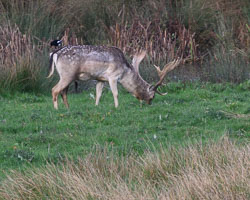 20251113South-Devon0166.jpg 20251113South-Devon0166.jpg