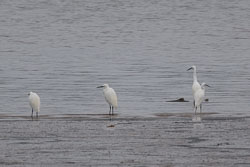 20251113South-Devon0203.jpg 20251113South-Devon0203.jpg