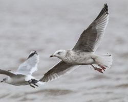 20251114South-Devon0228.jpg 20251114South-Devon0228.jpg