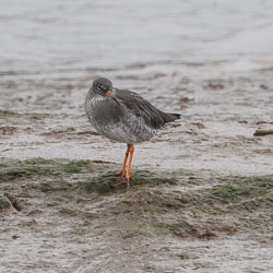 20251114South-Devon0235.jpg 20251114South-Devon0235.jpg