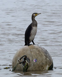 20251114South-Devon0239.jpg 20251114South-Devon0239.jpg