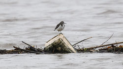 20251114South-Devon0249.jpg 20251114South-Devon0249.jpg