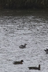 20251114South-Devon0270.jpg 20251114South-Devon0270.jpg