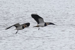 20251114South-Devon0307-Edit.jpg 20251114South-Devon0307-Edit.jpg