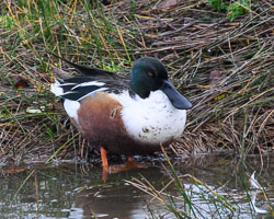 20251114South-Devon0328.jpg 20251114South-Devon0328.jpg