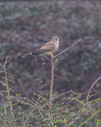 20251114South-Devon0334.jpg 20251114South-Devon0334.jpg