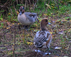 20251114South-Devon0350.jpg 20251114South-Devon0350.jpg