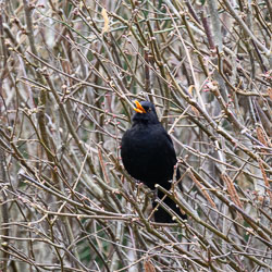 20260310ForestpofDean0001.jpg 20260310ForestpofDean0001.jpg