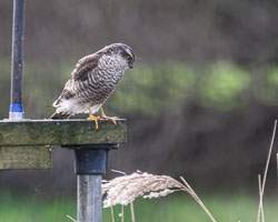 20260311ForestpofDean0005-Edit.jpg 20260311ForestpofDean0005-Edit.jpg