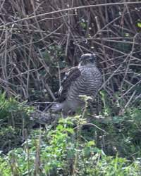 20260311ForestpofDean0015-Edit.jpg 20260311ForestpofDean0015-Edit.jpg