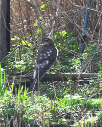 20260311ForestpofDean0016.jpg 20260311ForestpofDean0016.jpg