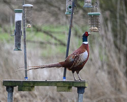 20260311ForestpofDean0026.jpg 20260311ForestpofDean0026.jpg