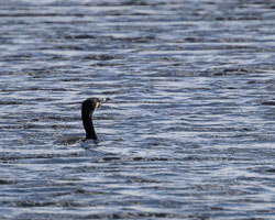 20260311ForestpofDean0031.jpg 20260311ForestpofDean0031.jpg