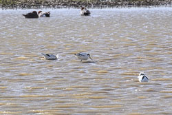 20260311ForestpofDean0042.jpg 20260311ForestpofDean0042.jpg