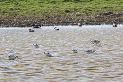 20260311ForestpofDean0048.jpg 20260311ForestpofDean0048.jpg